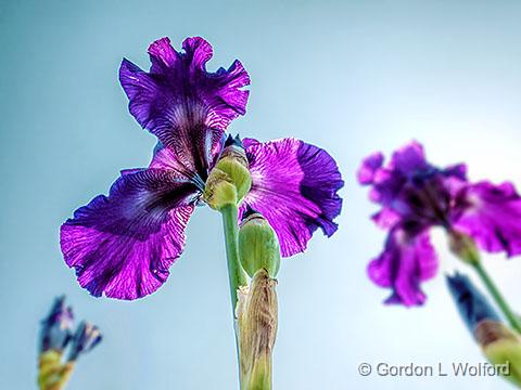Irises Bottom View_DSCF03251.jpg - Photographed at Ottawa, Ontario, Canada.